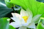 荷花的作文