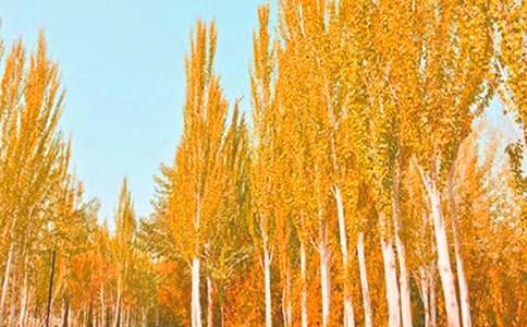 ���������ģ�����15ƪ��