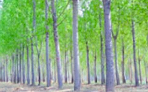 白杨树小学作文锦集7篇