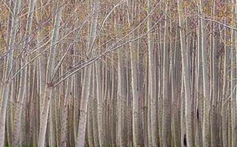 �������ľ�������