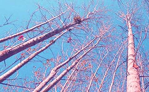 ����������(��)