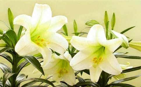 ���ڰٺϻ�������600�֣�ͨ��20ƪ��