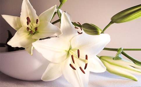 д����İٺϻ�������