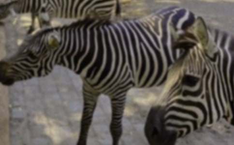 С�����̰�������