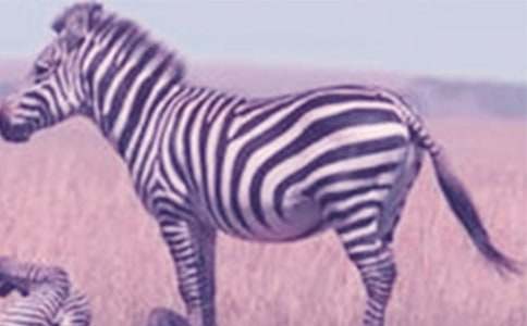 �а����Թ��¡�С�������ʡ��Ľ̰�