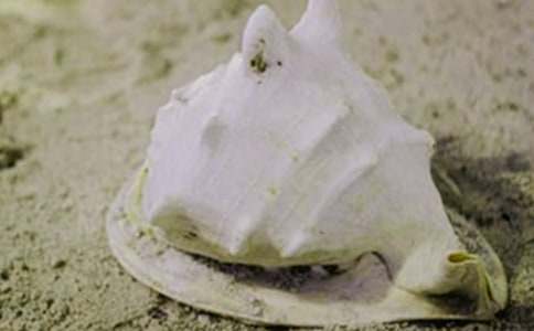 (热)贝壳作文300字