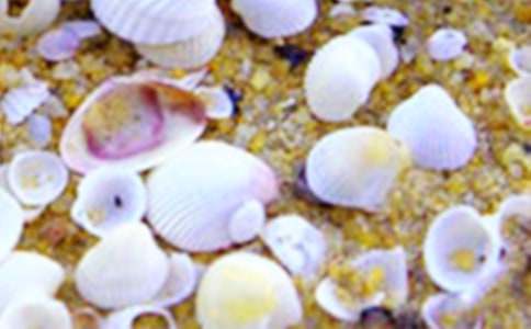 捡贝壳作文(推荐)