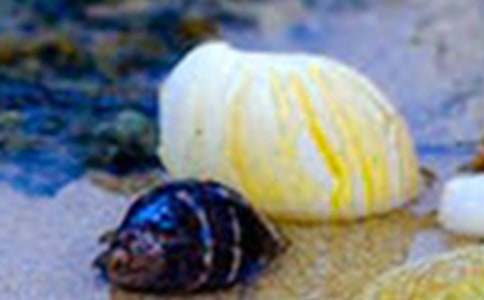 实用的贝壳作文300字(精华6篇)