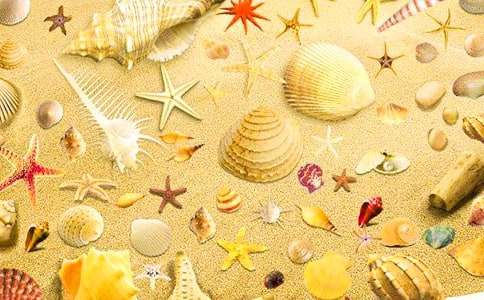 贝壳作文300字(优选5篇)