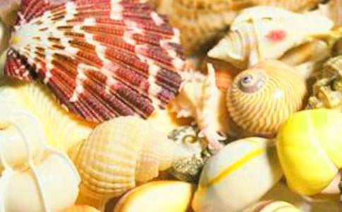 实用的捡贝壳作文