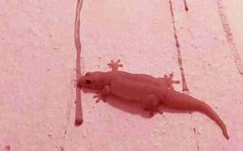 �ڻ�����ʾ����300��