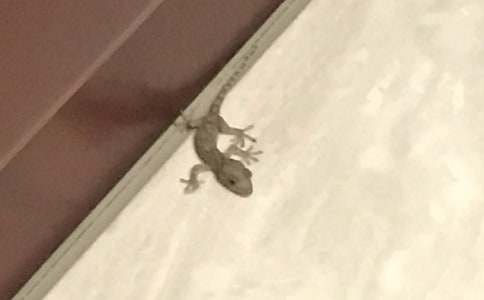 壁虎的启示作文400字