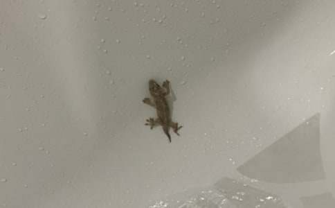 壁虎的启示作文600字六篇