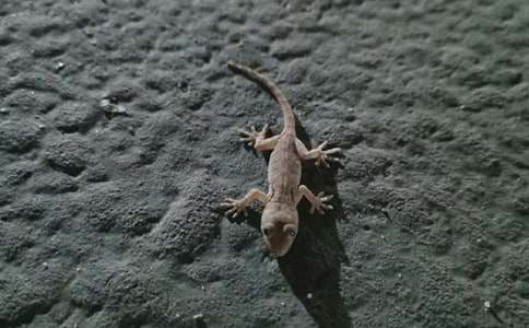 С�ڻ���β�ͽ�ѧ��ƣ�ͨ��5ƪ��