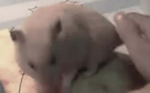 �۲��������