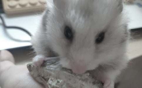 妹妹家的小仓鼠作文