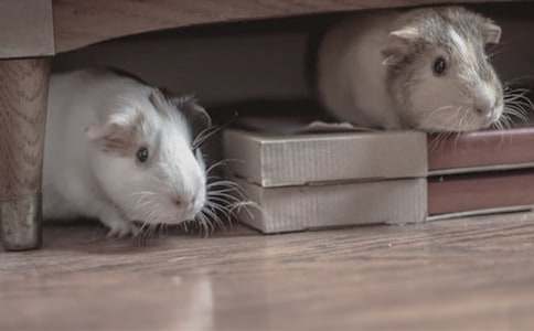 我的动物朋友仓鼠作文【精】