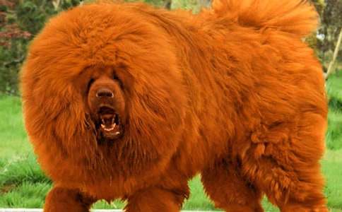 《摇滚藏獒》观后感4篇