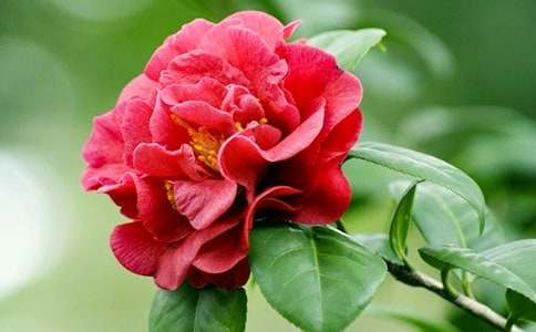 �ҼҵĲ軨������ѡ[7ƪ]