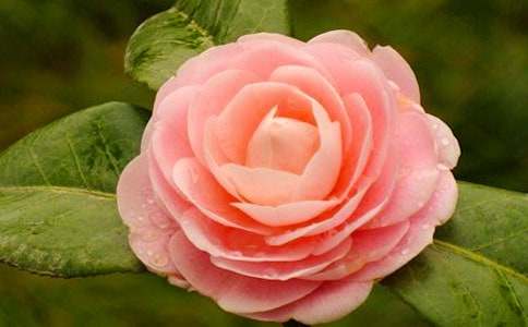 �����ɽ�軨����