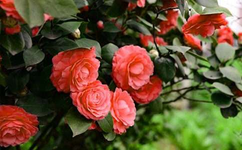 ɽ�軨���꼶����