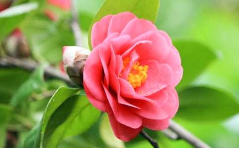 男孩与山茶花的吻睡前故事