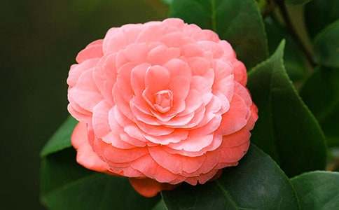 茶花的作文(通用)