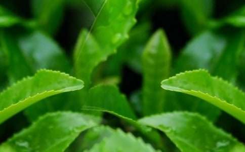 茶叶促销活动方案(10篇)