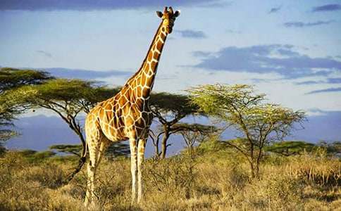 《长颈鹿》美术教案