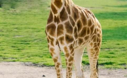 大班美术长颈鹿教案