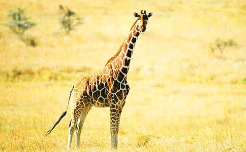 长颈鹿救狐狸睡前故事