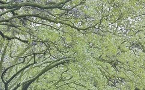 �������ഺ�羰����