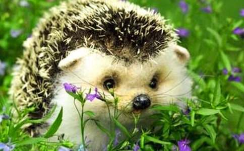 威严的刺猬将军睡前故事