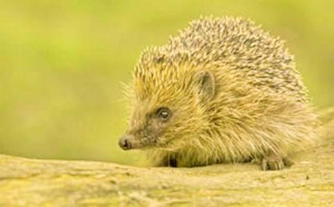 狐狸和刺猬作文