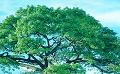 《小草和大树》读后感3篇