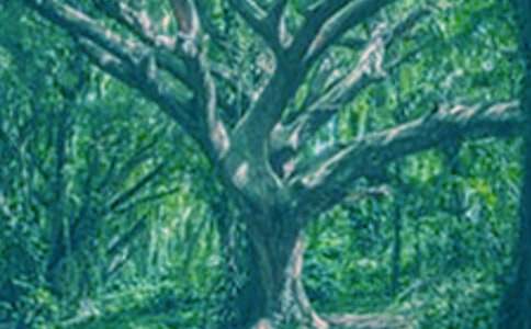 ��������ľ�����ġ�����15ƪ��