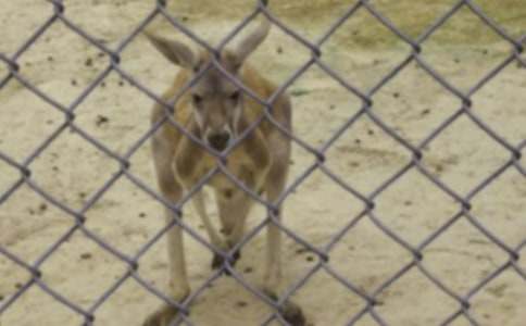 ���������衷�а�̰�