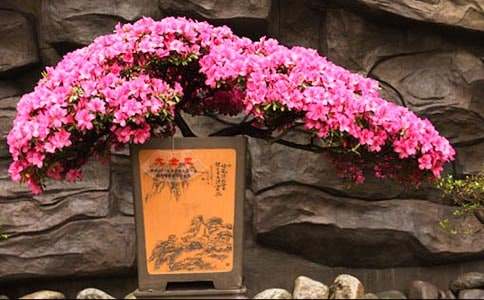 �ž黨��������