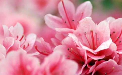 家乡的杜鹃花作文