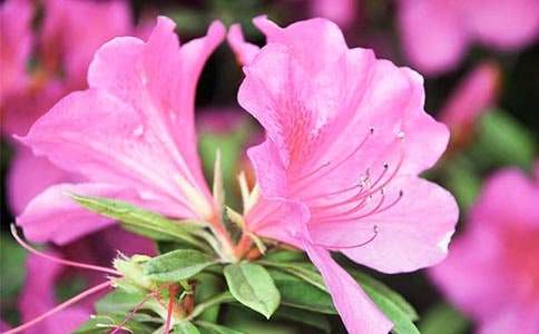 五年级作文杜鹃花600字