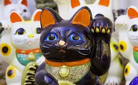 有关发财树作文(精选56篇)