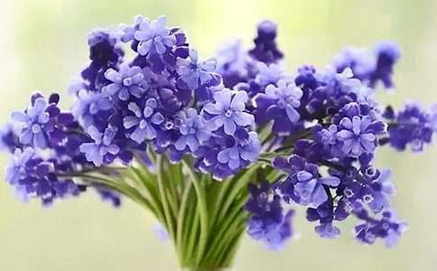 风信子我的植物朋友作文