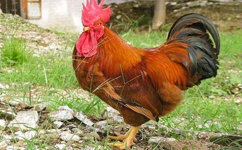 СѼ�Ӻ�С����ͯ�����ģ���ѡ30ƪ��