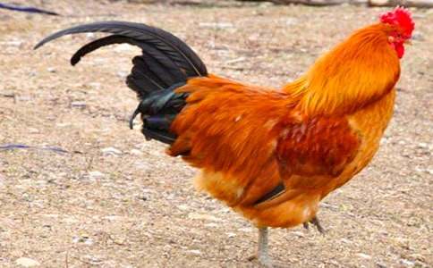 ��������600��[�ϼ�4ƪ]