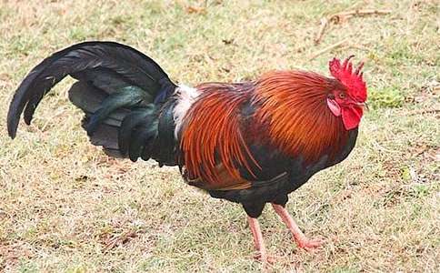 威武的大公鸡-状物作文