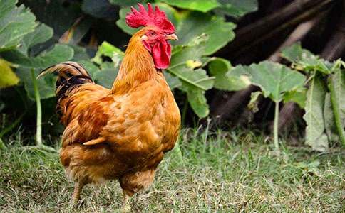 实用的公鸡作文600字