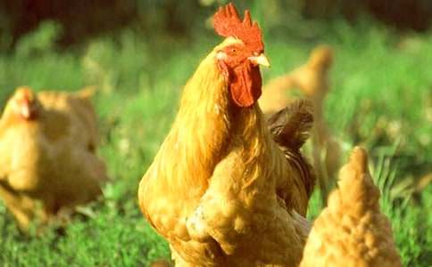 美丽的公鸡作文