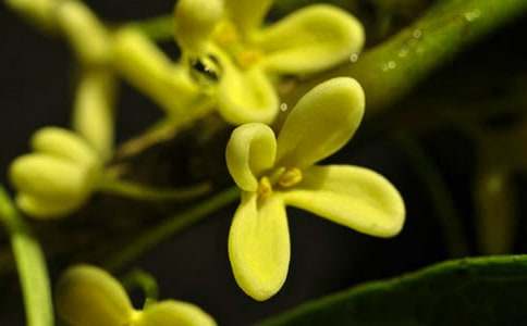 精选桂花飘香作文600字3篇