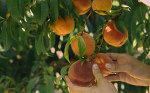 美丽的果园作文300字大全(9篇)