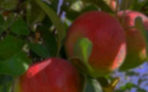 ����ѡ��������԰����300����ƪ